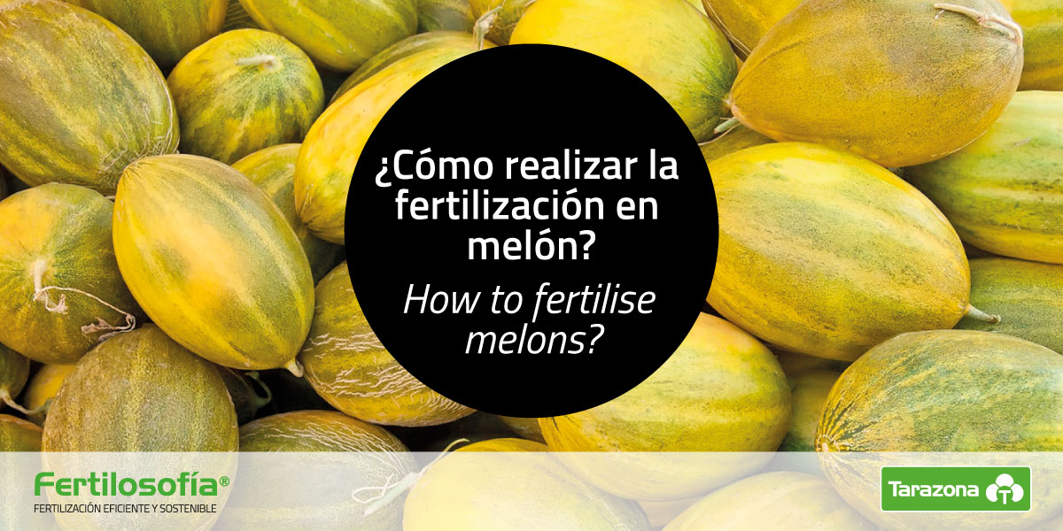 como fertilizar melon
