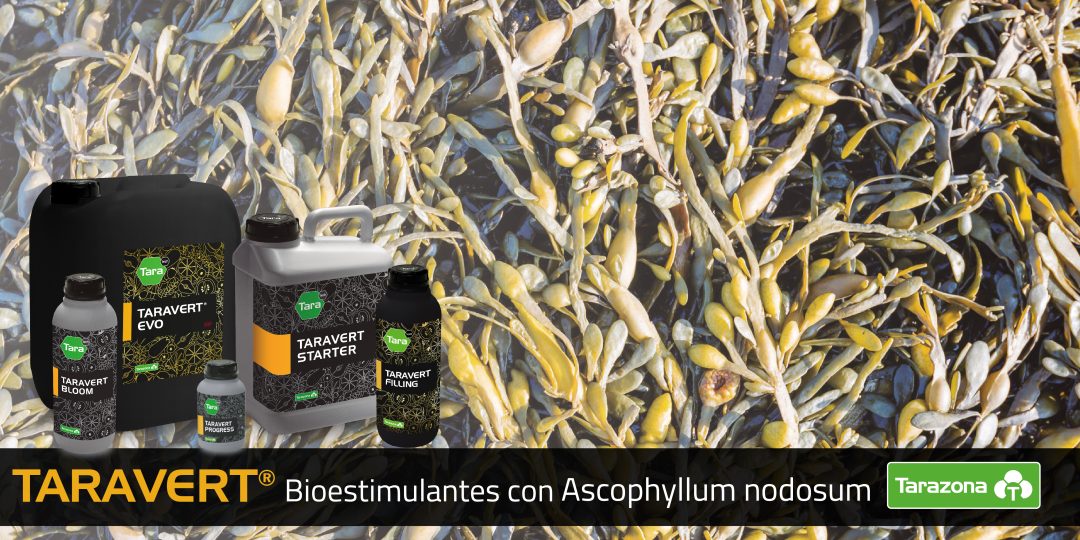 Ascophyllum nodosum propiedades en fertilizantes