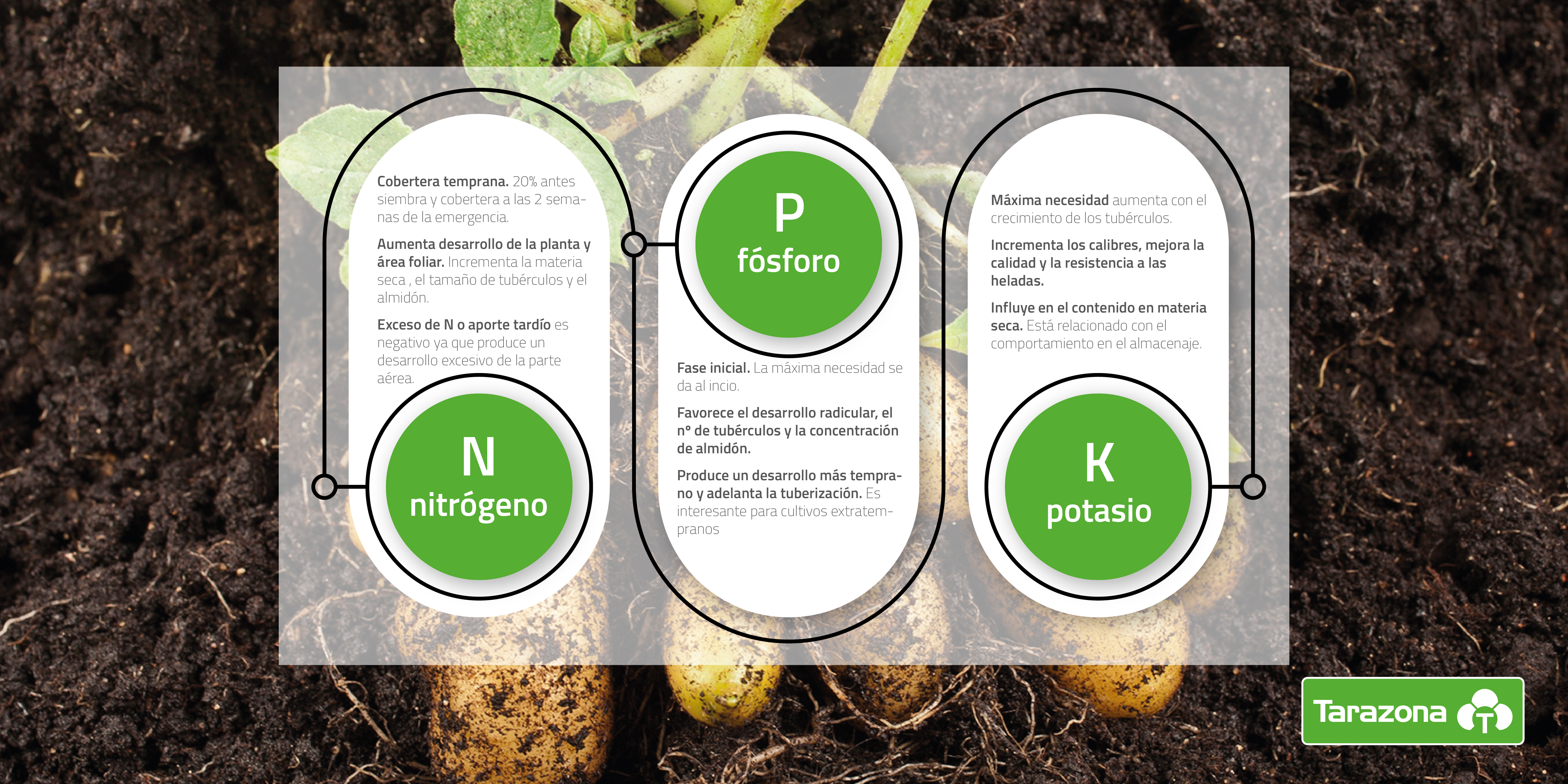 plan de fertilización para la patata