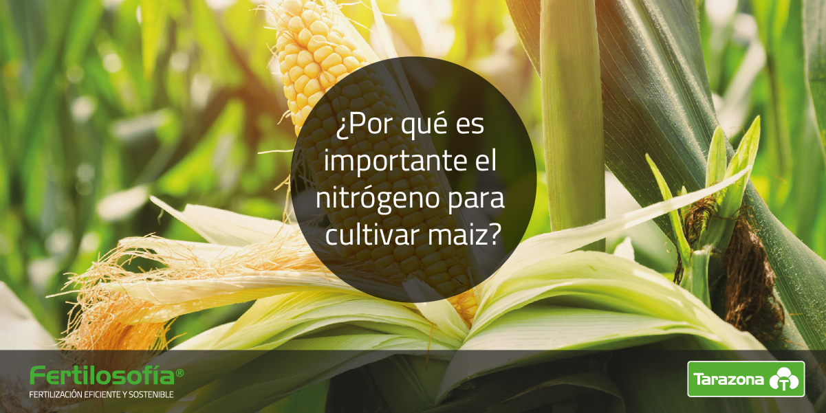 El Nitrógeno en el maíz