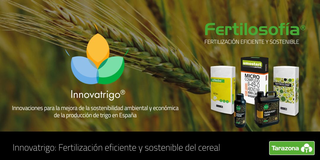 innovatrigo fertilización del cereal