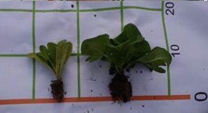 fertilizante Ascophyllum nodosum en lechuga baby