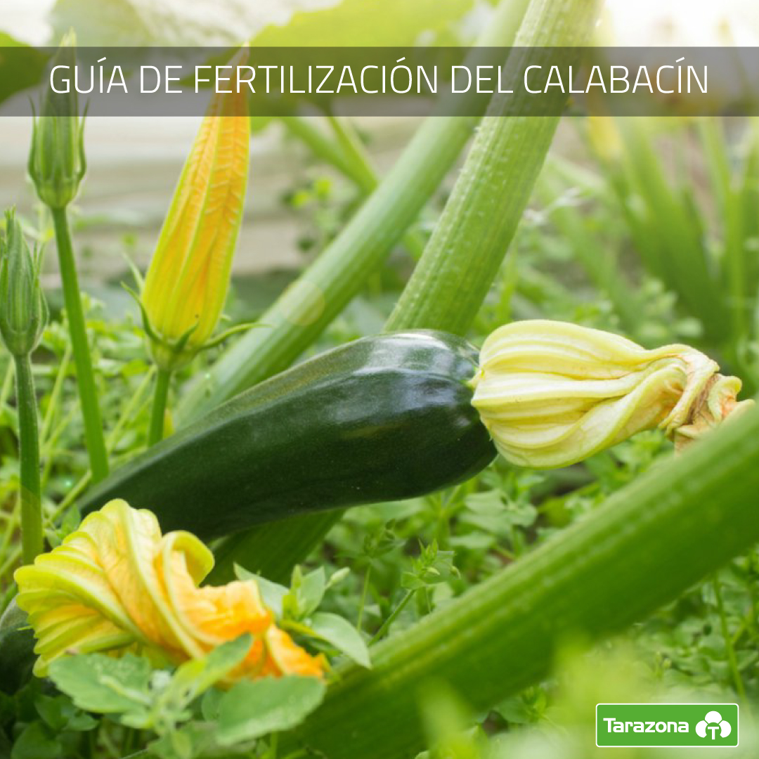 fertilización del calabacín