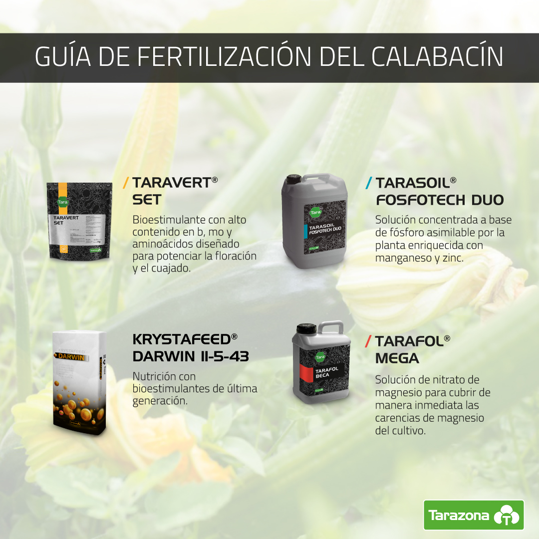 guía fertilización del calabacín
